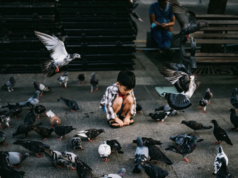Saigon Pigeons